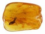 Fossil Ant (Formicidae) In Baltic Amber #45154-1